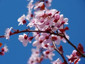 imágen de un cerezo en floración